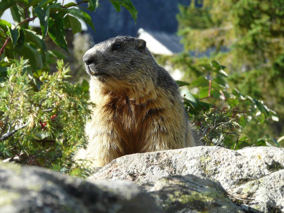 Marmotte au Lauvitel