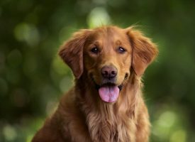 Balad’Histoires – Luisteren naar wat de honden ons te vertellen hebben
