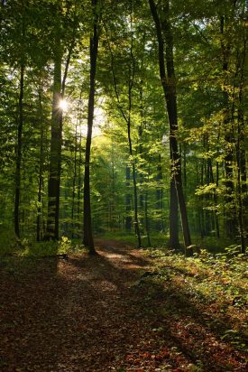 Balad’Histoires -L’épopée des forêts