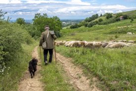 Filmvertoning „Een dag, een herder“
