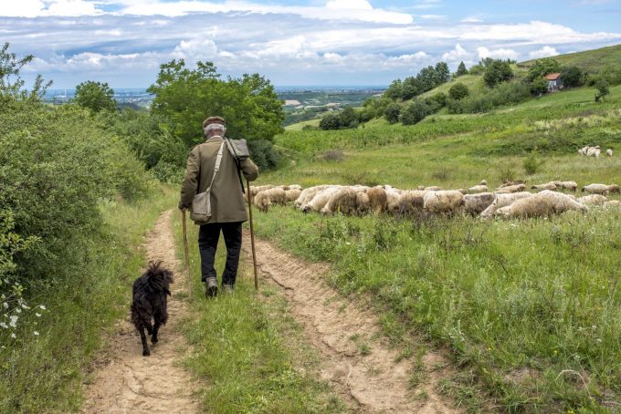 Filmvertoning „Een dag, een herder“_Le Bourg-d’Oisans