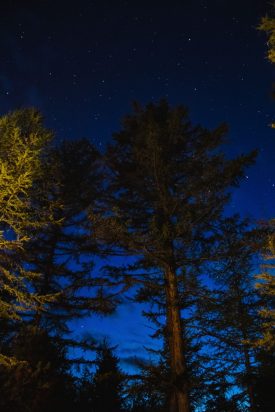 Balade nocturne en forêt